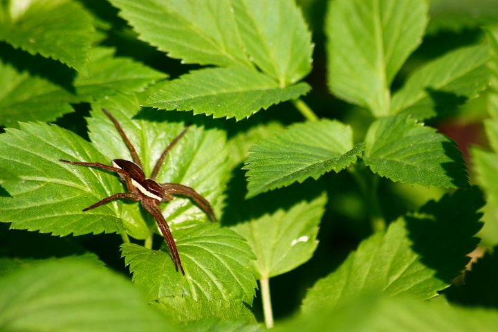 Dolomedes sp.